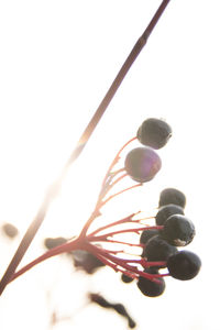 Close-up of berries over white background