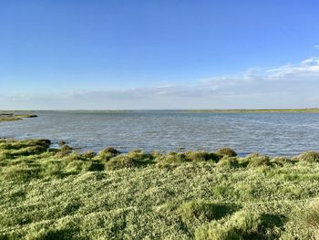 Scenic view of marshes against blue sky