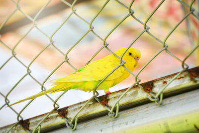 Close-up of yellow bird perching on a fence