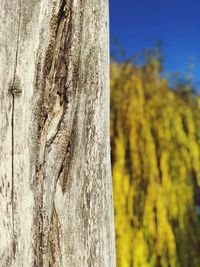 Close-up of tree trunk