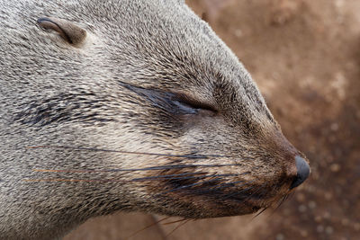 Close-up of horse resting