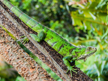 Close-up of lizard on tree