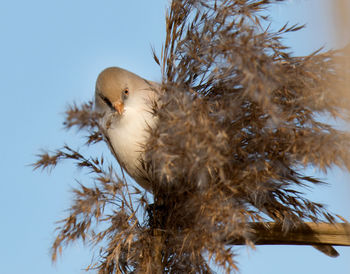 Low angle view of owl perching on tree against clear sky