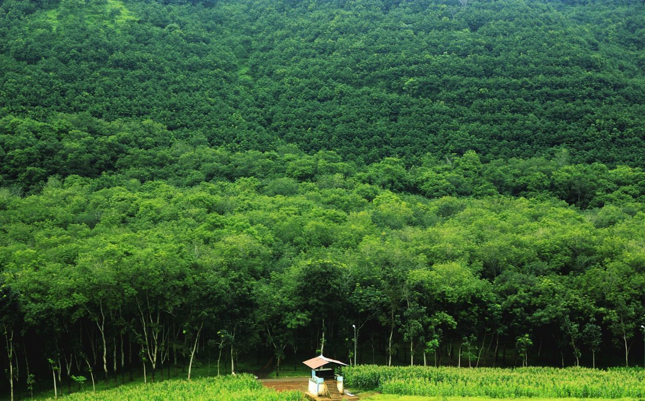 grass, tree, green color, animal themes, grassy, growth, field, domestic animals, one animal, full length, mammal, park - man made space, nature, plant, dog, lush foliage, green, outdoors