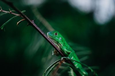 Close-up of a lizard on leaf