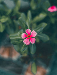 Close-up of pink flower blooming outdoors