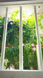 Close-up of potted plants in greenhouse