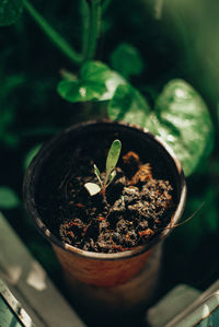 Close-up of small potted plant