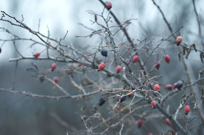 Rosehip bush without leaves in the cold