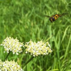 Close-up of insect on flowers