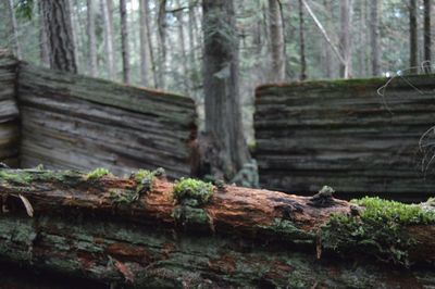 Close-up of tree trunk in forest