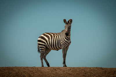 Plains zebra stands facing camera on horizon