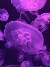 Jellyfish swimming in sea