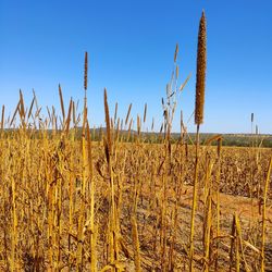 View of stalks in field against clear blue sky