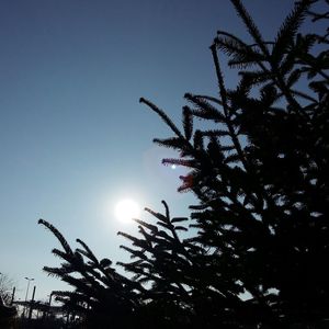 Low angle view of silhouette trees against clear sky