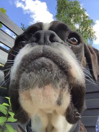 Close-up portrait of dog against sky