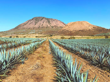 Blue agave in field