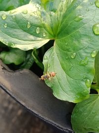 High angle view of insect on leaves