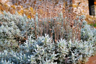 Close-up of dried plants on field