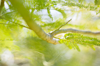 Close-up of fern leaves on tree