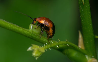 Little beetle sucking nectar 