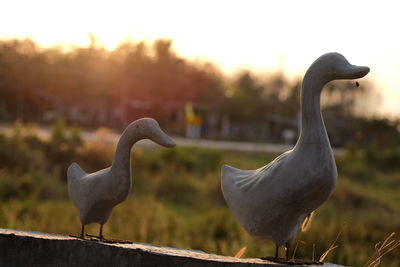 Close-up of a bird