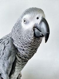 Close-up of parrot