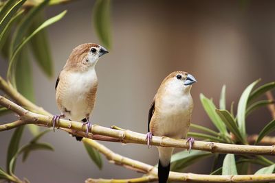 Close-up of birds perching on branch