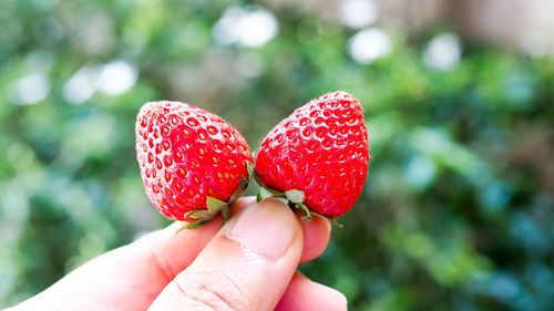 Midsection of person holding strawberry