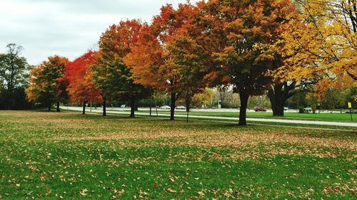 Trees in park against sky