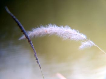 Close-up of white feather on twig