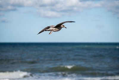 Seagull flying over sea