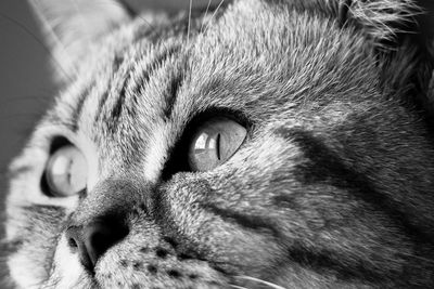 Close-up portrait of a cat