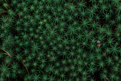 Full frame shot of grass on field