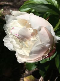 Close-up of white rose blooming outdoors