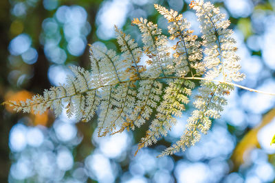 Close-up of frozen tree during winter