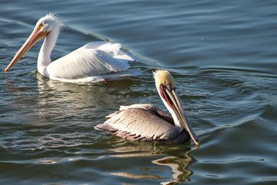 Swans swimming in lake