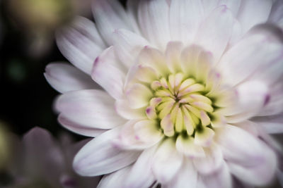 Close-up of dahlia blooming outdoors