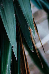 Close-up of wet leaves