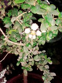 Close-up of flowers blooming outdoors