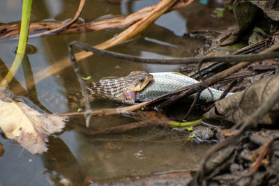 Close-up of frog in pond