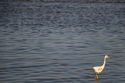Bird in a lake