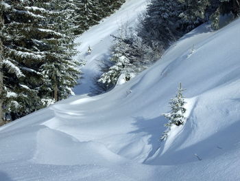 Snow covered pine trees in forest