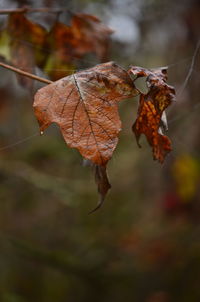 Close-up of dry autumn leaves