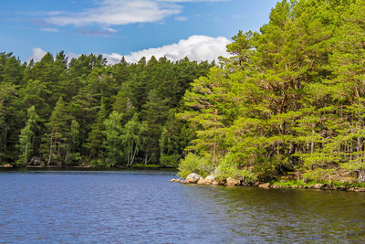 Scenic view of river amidst trees in forest against sky