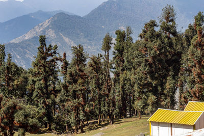 Pine trees on field against mountains