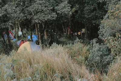 People on field by trees in forest