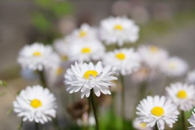 Close-up of white daisy flowers