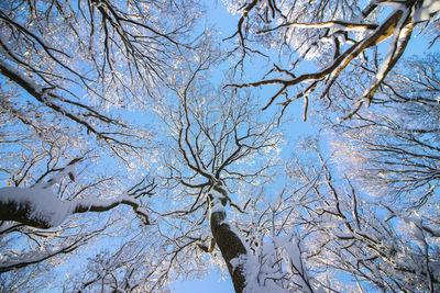 Low angle view of birds perching on bare tree