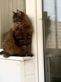 Cat sitting by window at home